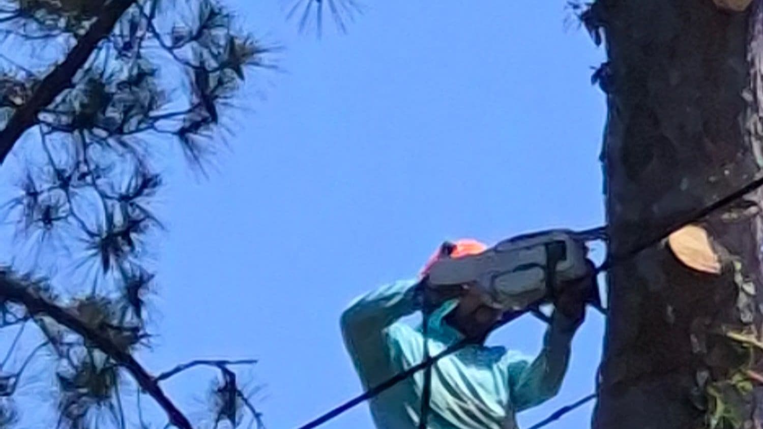 Climber roped in, cutting a pine trunk with a chainsaw