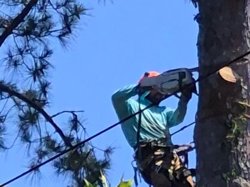Climber roped in, cutting a pine trunk with a chainsaw