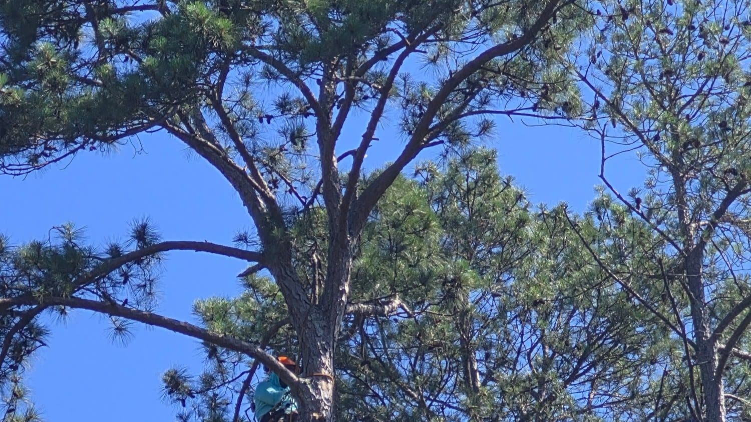 Climber working high in a pine with rigging lines set
