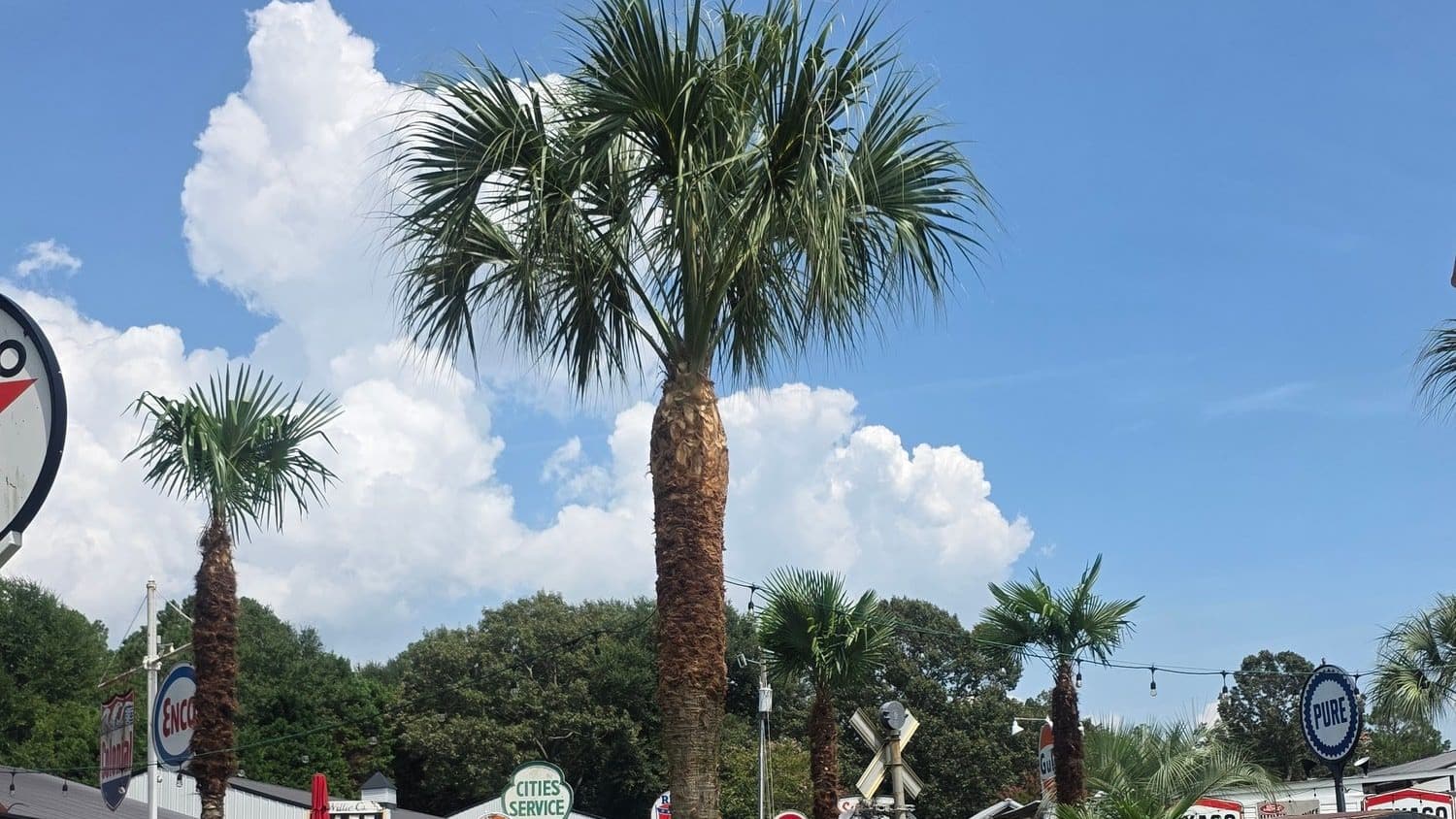 Maintained grounds and palms at a roadside commercial property