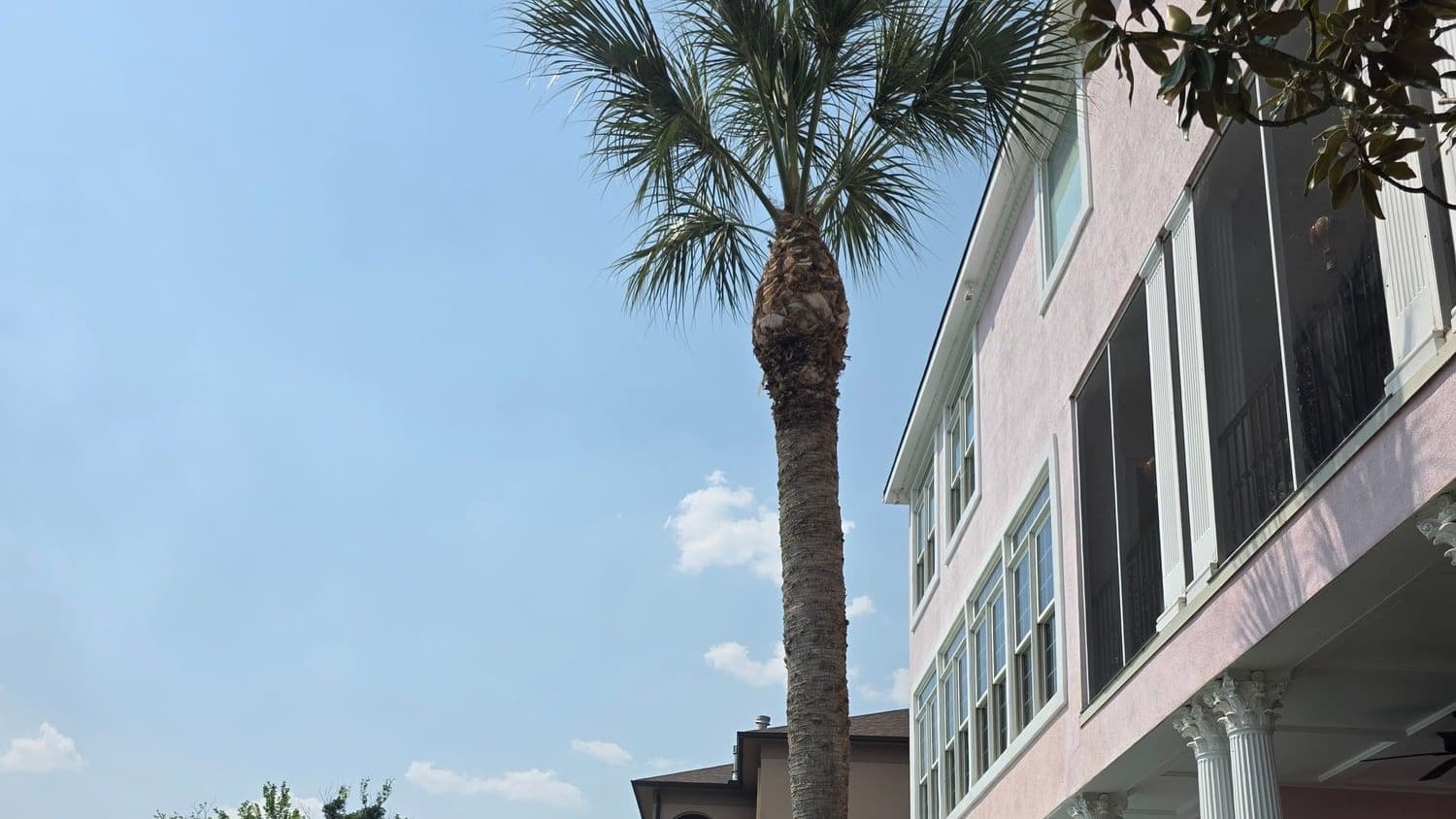 Freshly trimmed palm beside a lakeside home